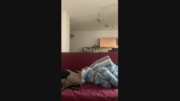 elprince2punto0 analtoy Webcam SHOW @ Cam4 12-10-2024