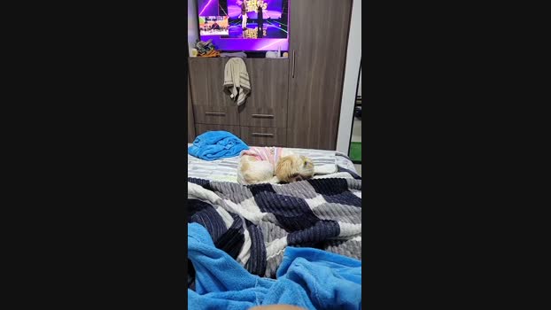 manefuego Ass Webcam SHOW @ Cam4 02-04-2025