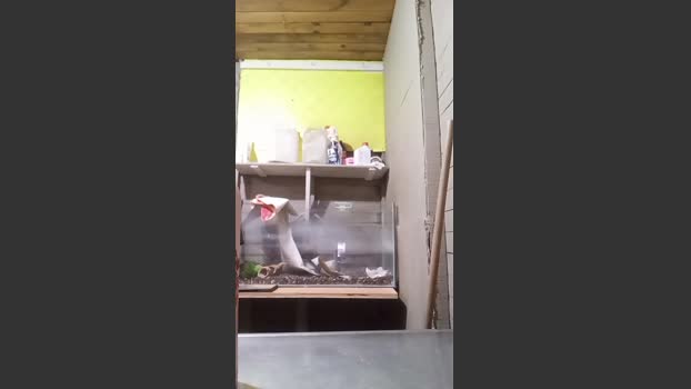 ambarARG1 natural Webcam SHOW @ Cam4 10-11-2025