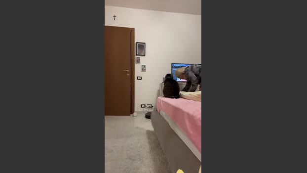 cagna25 strip Webcam SHOW @ Cam4 06-01-2026