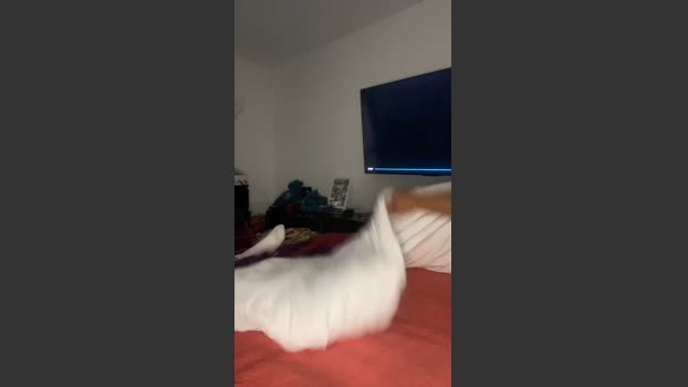 Belingtia legs Webcam SHOW @ Cam4 02-02-2026