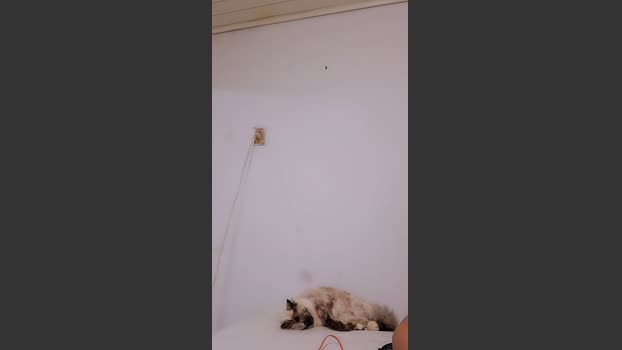 Bellaju Wet Webcam SHOW @ Cam4 27-02-2026